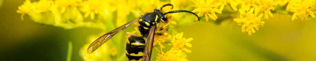 Bijen En Wespen kleurplaten