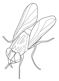 Insecten - Kleurplaat009