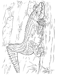 Krokodillen - Kleurplaat027