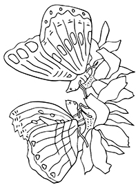 Vlinders - Kleurplaat028