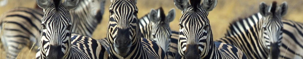 Zebras kleurplaten