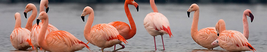 Flamingo kleurplaten