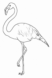 Flamingo - Kleurplaat011