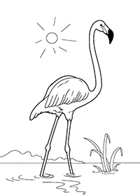 Flamingo - Kleurplaat021