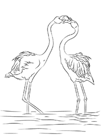 Flamingo - Kleurplaat028