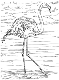 Flamingo - Kleurplaat030