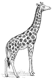 Giraffen - Kleurplaat012
