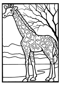 Giraffen - Kleurplaat022