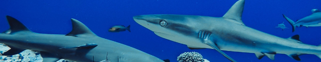 Haaien kleurplaten