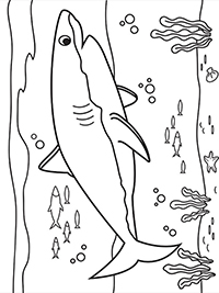 Haaien - Kleurplaat015