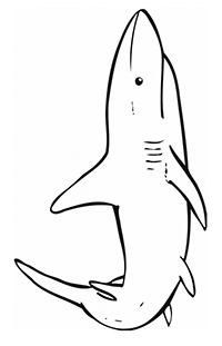 Haaien - Kleurplaat016