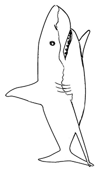 Haaien - Kleurplaat020