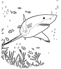 Haaien - Kleurplaat033