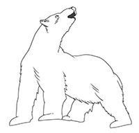 Ijsberen - Kleurplaat016