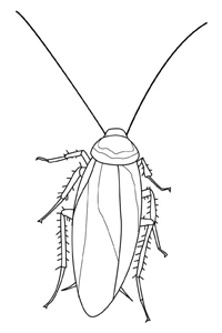 Insecten - Kleurplaat005