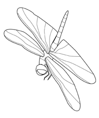 Insecten - Kleurplaat006