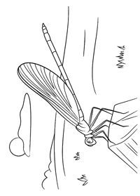 Insecten - Kleurplaat027