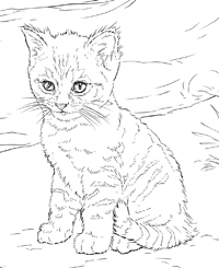 Kittens - Kleurplaat012