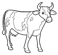 Koeien - Kleurplaat028