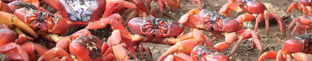 Krabben kleurplaten