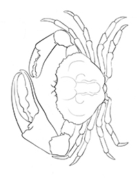 Krabben - Kleurplaat014