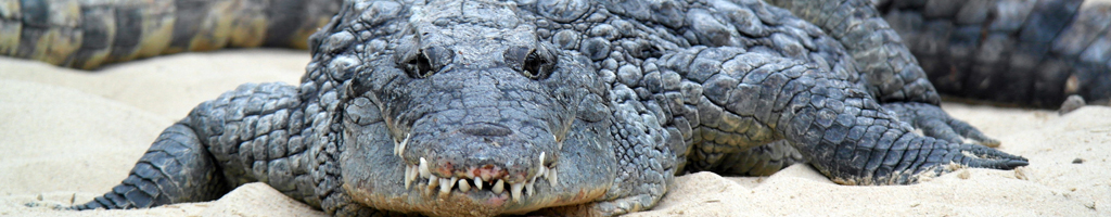 Krokodillen kleurplaten