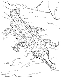 Krokodillen - Kleurplaat028