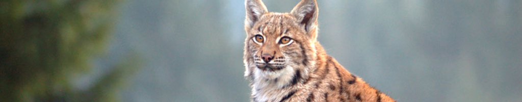 Lynxen kleurplaten