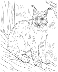 Lynxen - Kleurplaat005