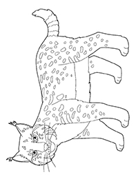 Lynxen - Kleurplaat008
