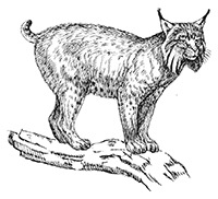 Lynxen - Kleurplaat009
