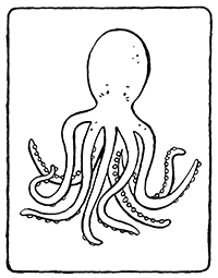 Octopussen - Kleurplaat016