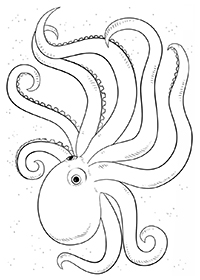 Octopussen - Kleurplaat028