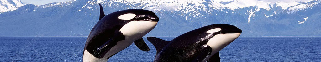 Orcas kleurplaten