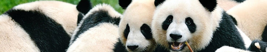 Panda kleurplaten