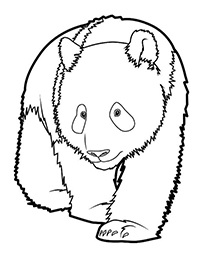 Panda - Kleurplaat014