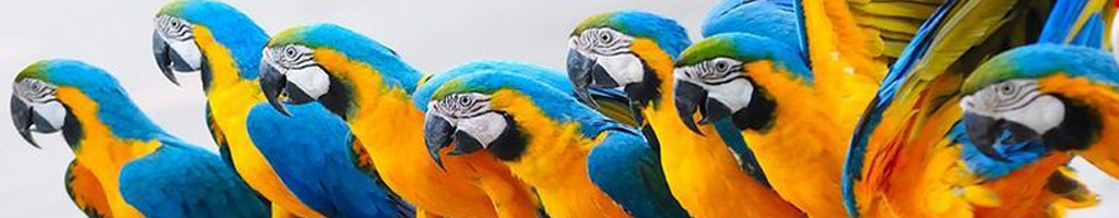 Papegaaien kleurplaten