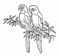 Papegaaien - Kleurplaat004