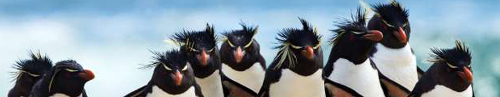 Pinguins kleurplaten