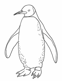 Pinguins - Kleurplaat007