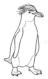 Pinguins - Kleurplaat031