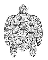 Schildpadden - Kleurplaat012