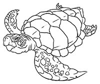 Schildpadden - Kleurplaat017