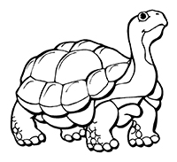 Schildpadden - Kleurplaat030