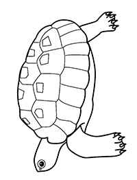 Schildpadden - Kleurplaat044