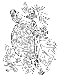 Schildpadden - Kleurplaat048