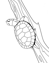 Schildpadden - Kleurplaat049
