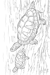 Schildpadden - Kleurplaat054
