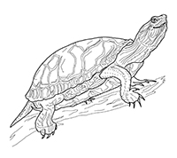 Schildpadden - Kleurplaat058