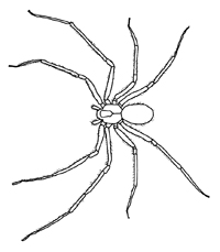Spinnen - Kleurplaat001